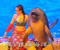 海洋馆海豚喂养与训练